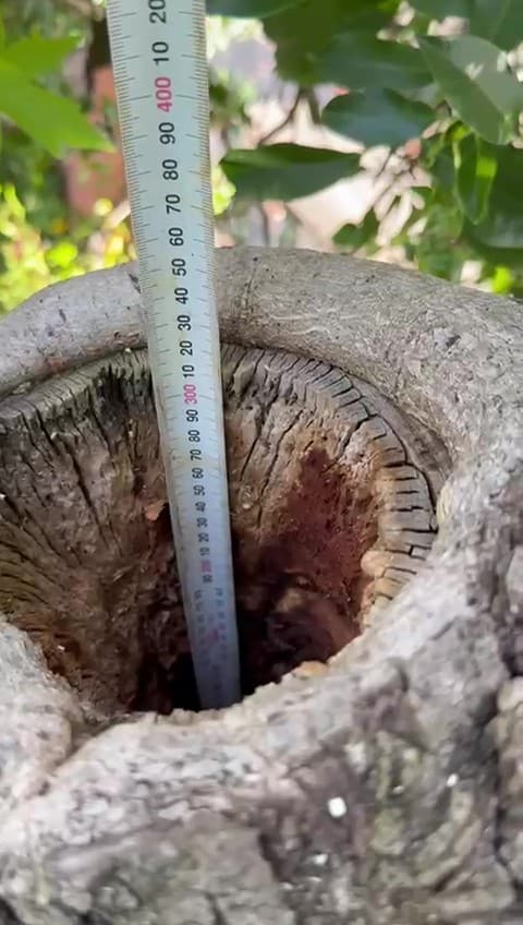Tape measure in a trunk hollow