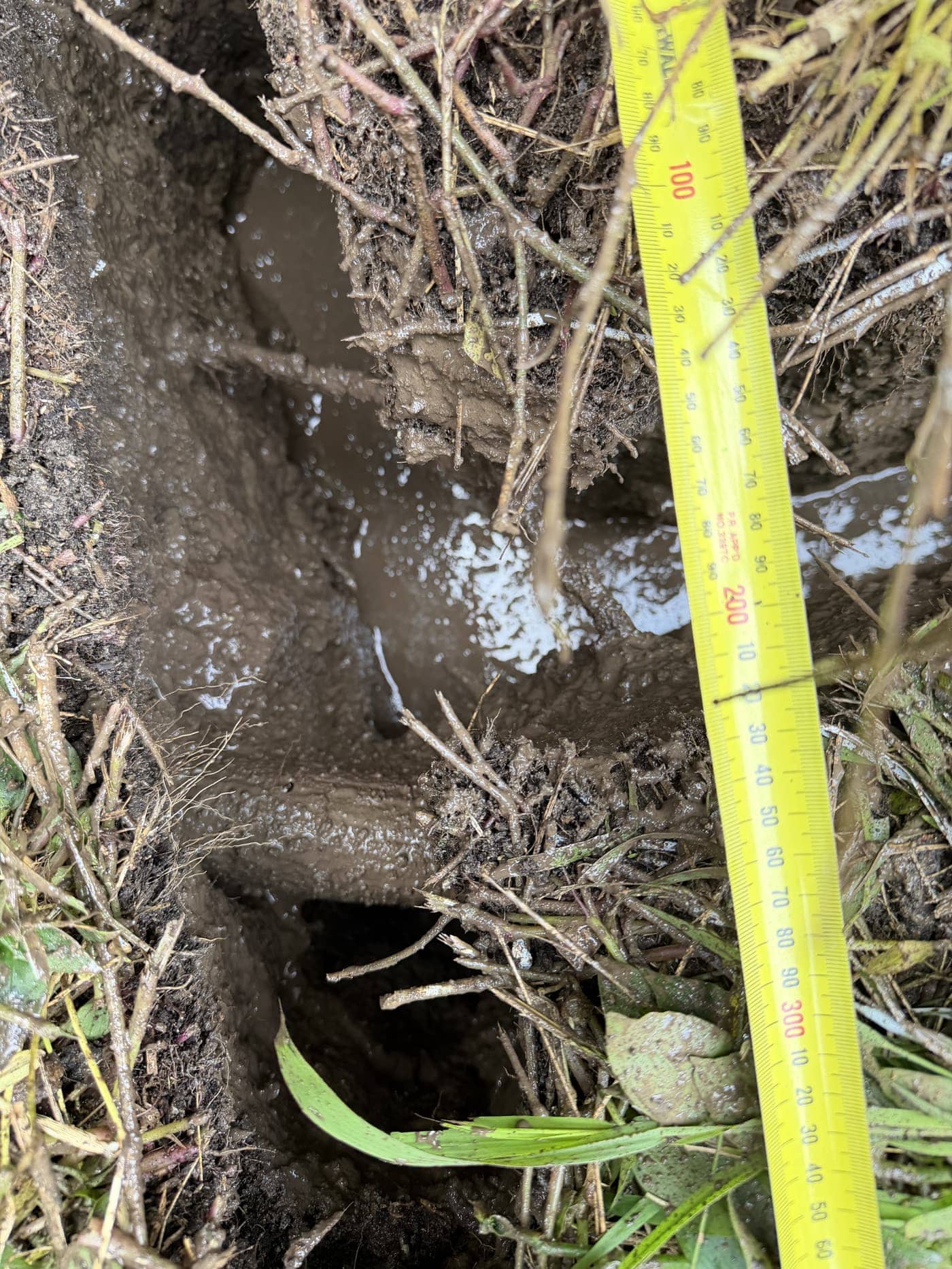 Root investigation during construction
