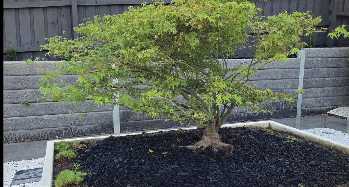 Japanese maple after Niwaki cloud pruning