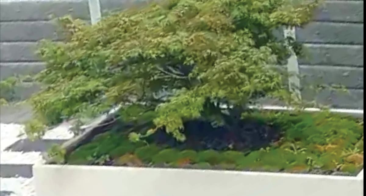Japanese maple before Niwaki restoration