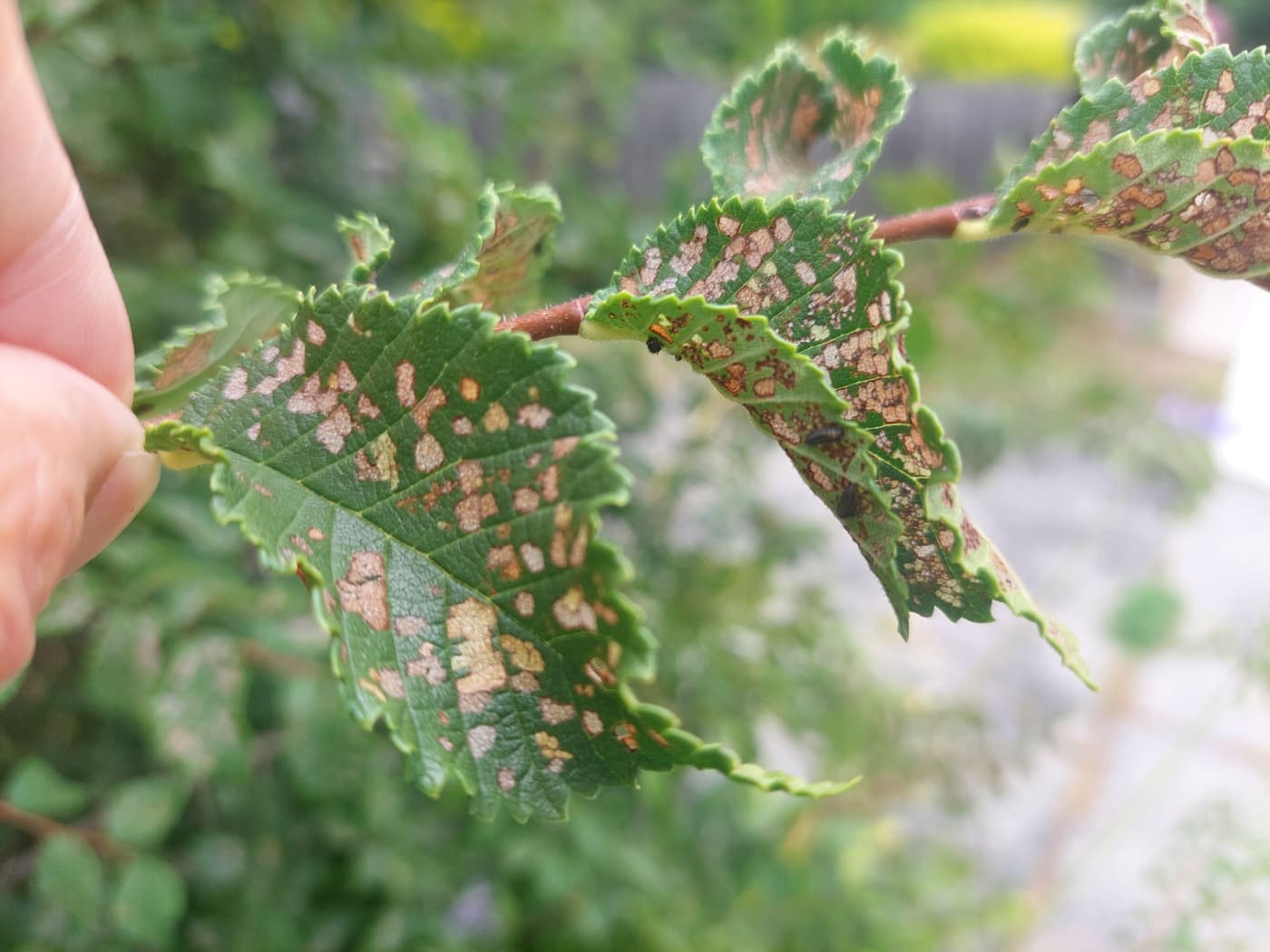 Leaves with pest damage