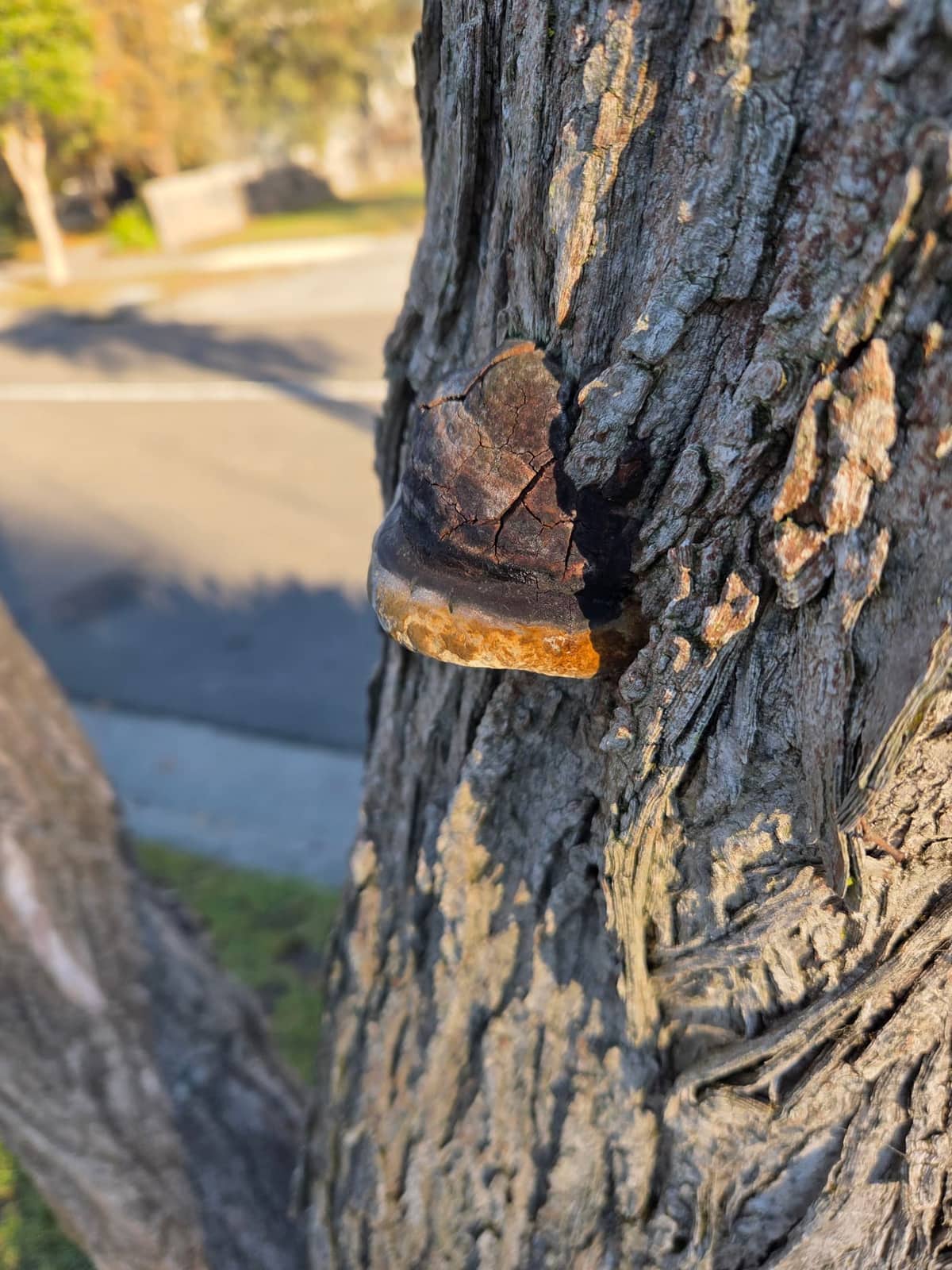 Fungal bracket on a trunk