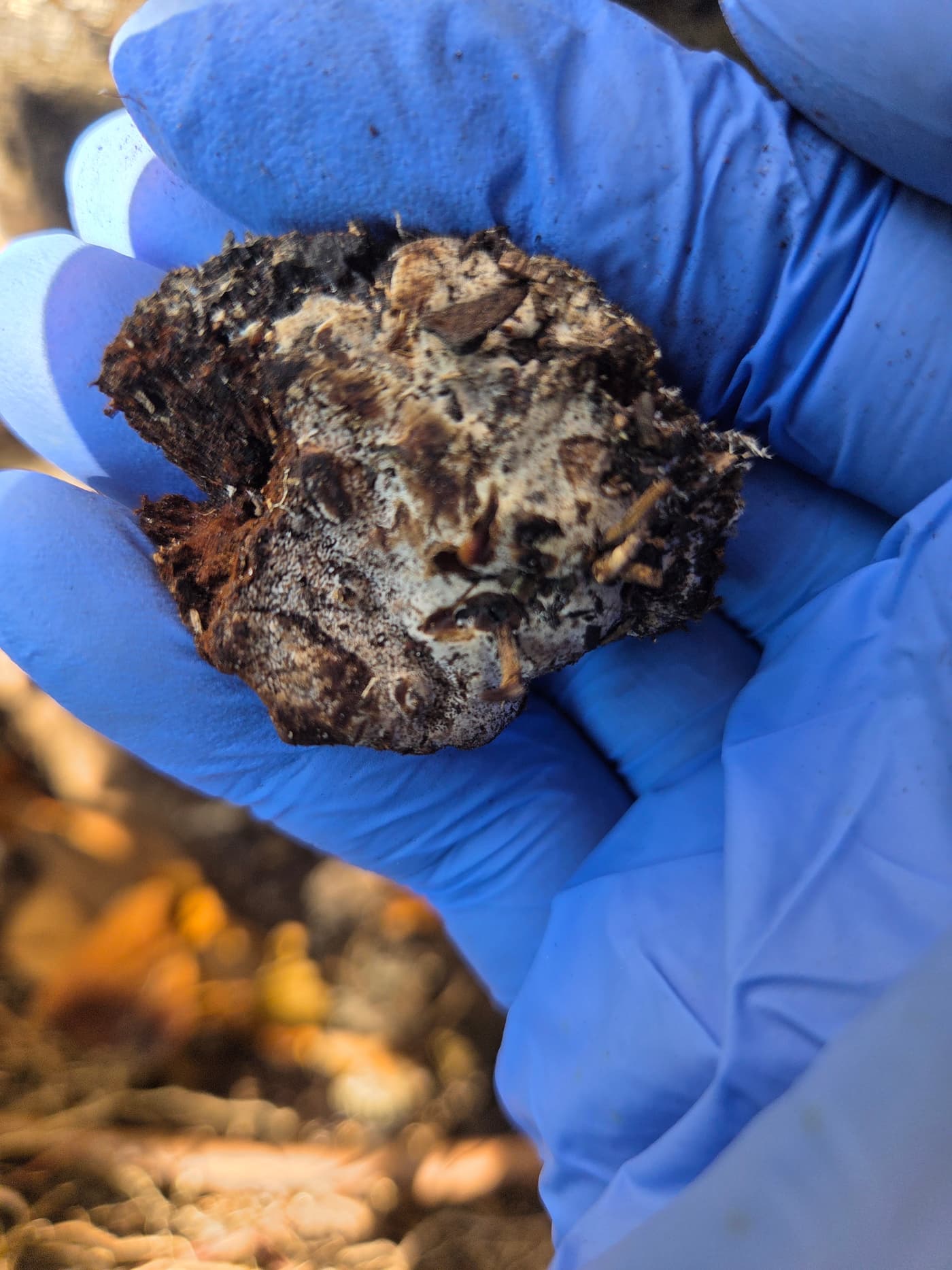 Decayed wood sample in a gloved hand