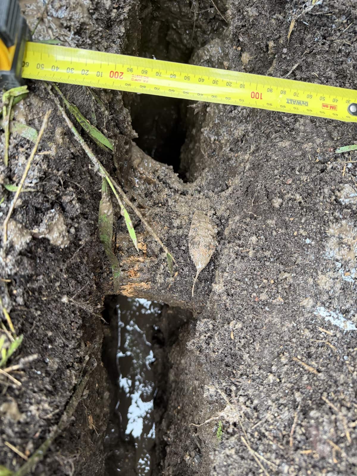 Exposed roots in a hand-dug trench