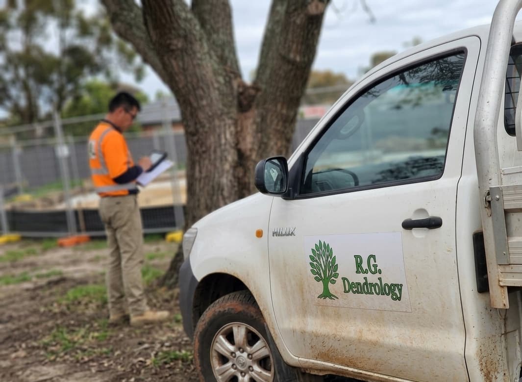 Consulting arborist inspecting a site tree
