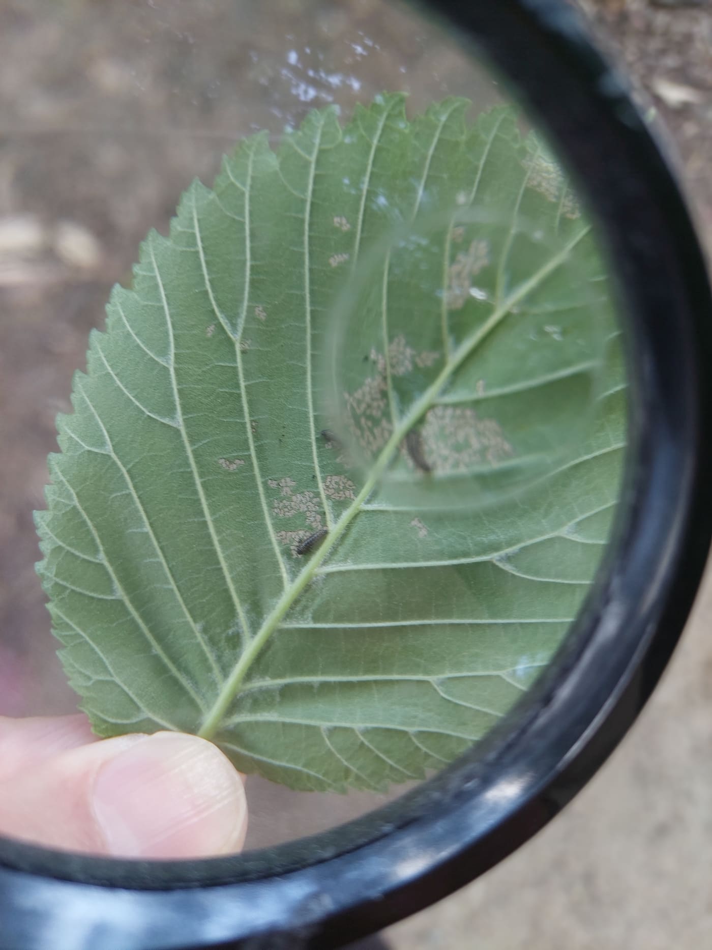 Leaf inspected under a hand lens